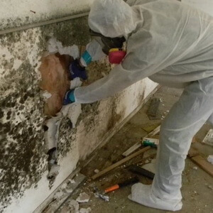 Mold Damage Restoration