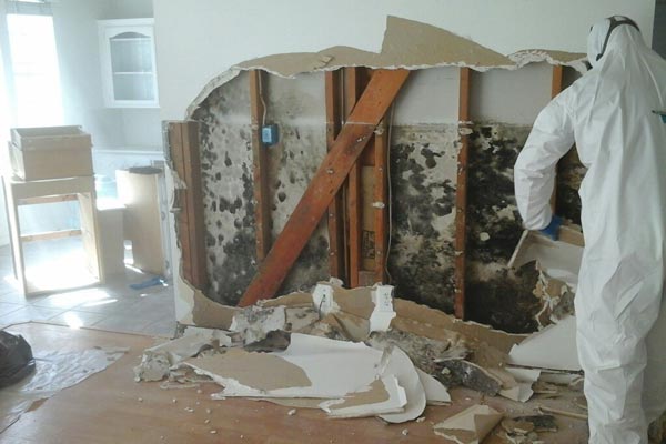 Mold Removal Services